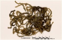 藏品(大灰氣苔)的圖片